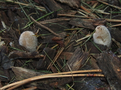 Coprinopsis lagopus