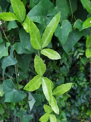 Tetrastigma formosanum