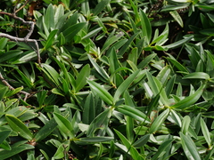 Veronica dieffenbachii