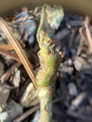 Dryocosmus juliae
