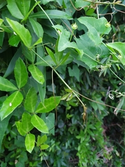 Tetrastigma formosanum