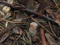 Coprinopsis lagopus
