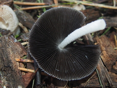 Coprinopsis lagopus