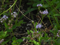 Ageratum