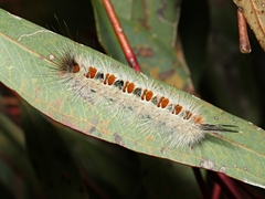 Trichiocercus sparshalli