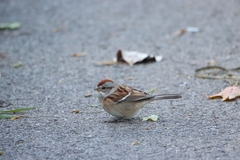 Spizelloides arborea