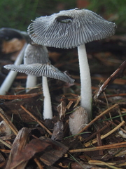 Coprinopsis lagopus