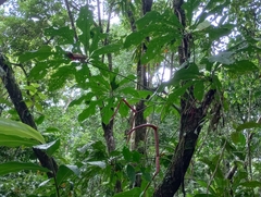 Anthurium clavigerum image