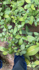 Trachelospermum asiaticum