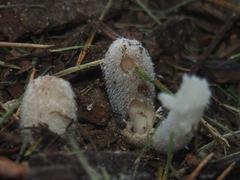 Coprinopsis lagopus