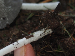 Coprinopsis lagopus
