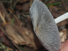 Coprinopsis lagopus