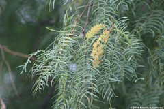 Prosopis glandulosa