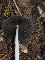 Coprinopsis lagopus
