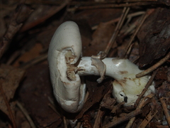 Leucoagaricus leucothites