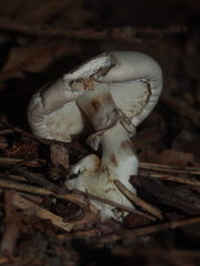 Leucoagaricus leucothites