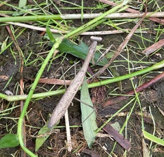 Statilia maculata maculata