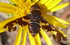 Exoprosopa dorcadion