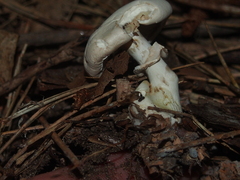 Leucoagaricus leucothites