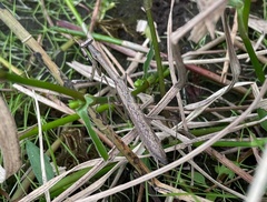 Statilia maculata maculata