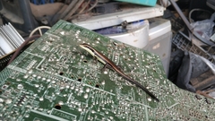 Eutropis longicaudata