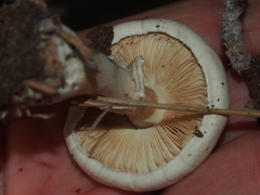 Leucoagaricus leucothites