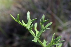 Daucus