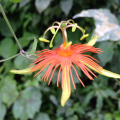 Passiflora jorullensis