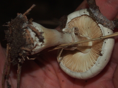 Leucoagaricus leucothites