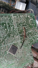 Eutropis longicaudata