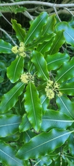 Pittosporum eugenioides