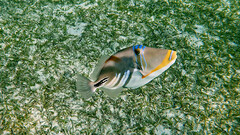 Rhinecanthus aculeatus