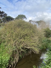 Muehlenbeckia complexa