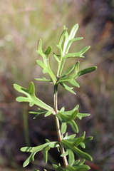 Daucus
