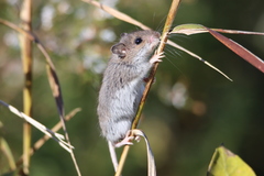 Peromyscus leucopus