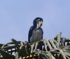 Anthracoceros albirostris