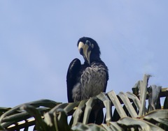 Anthracoceros albirostris