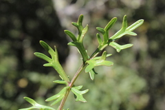 Daucus