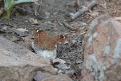 Junonia natalica natalica