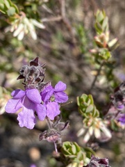 Prostanthera
