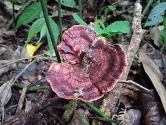 Microporus xanthopus