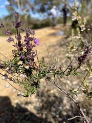 Prostanthera