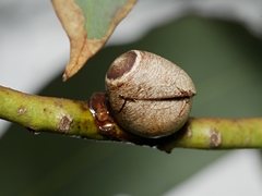 Doratifera