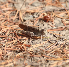 Trimerotropis verruculata