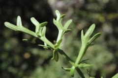 Daucus
