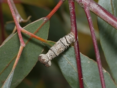 Apiomorpha urnalis