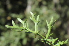 Daucus