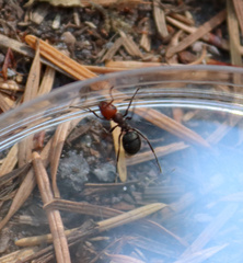 Formica obscuripes