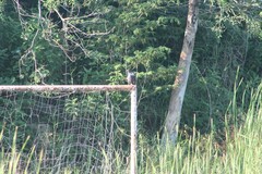 Rostrhamus sociabilis