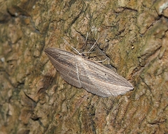 Epiphryne verriculata